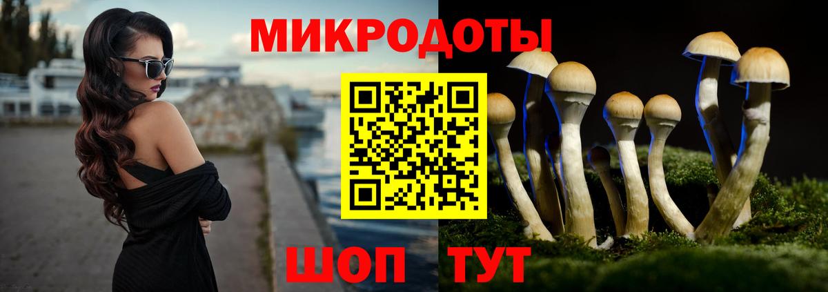 Галлюциногенные грибы Psilocybe Кандалакша